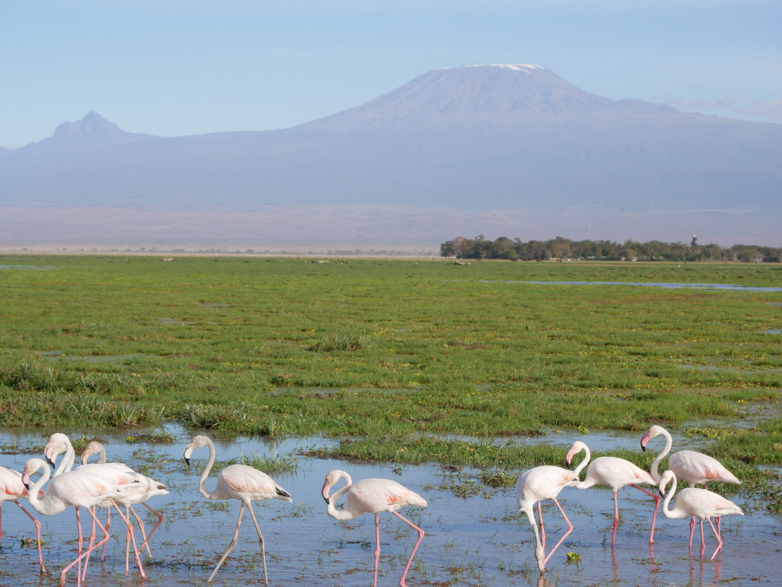 6-Day Amboseli, Tsavo & Diani Beach Safari – From Kilimanjaro to the Coast